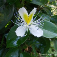 Capparis brevispina DC.